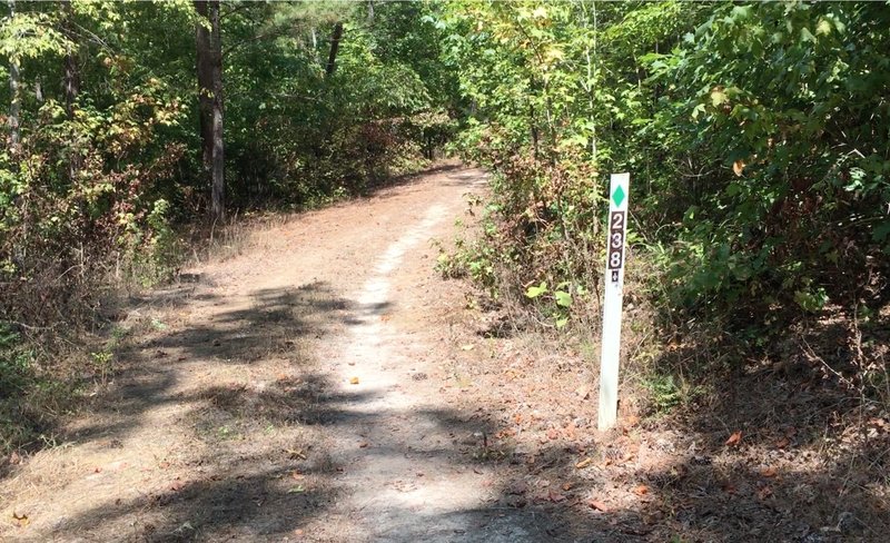 Loblolly can be identified by Green #238 markers.