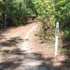 Loblolly can be identified by Green #238 markers.