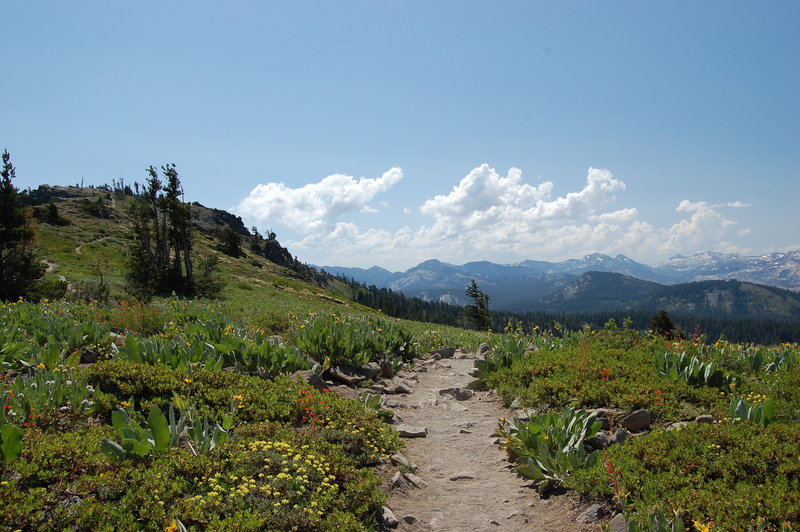 The Ellis Peak Trail winding along an alpine ridgeline.