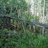 Forgotten mining construction lies hidden in the aspens.