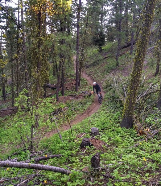 Eagle's Nest can be pretty lush in the spring; it gets drier and looser late in the summer.