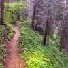 A smooth, loamy section of the Goose Creek Trail, the below the falls.