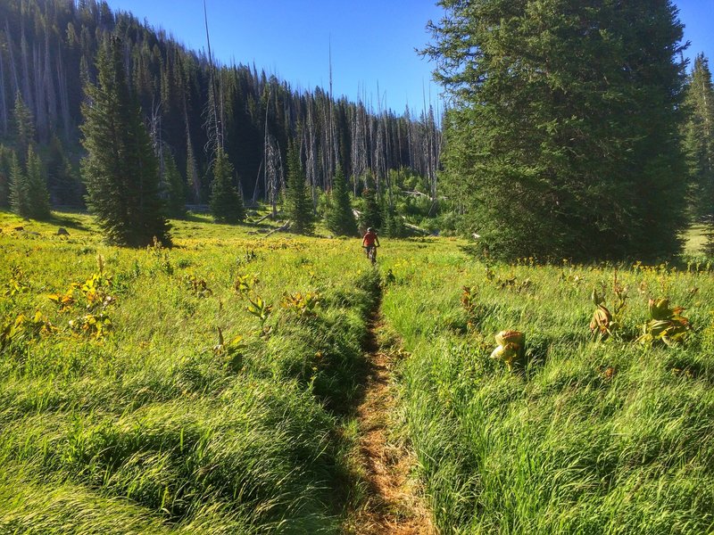 Open meadow after most of the gnar is over.