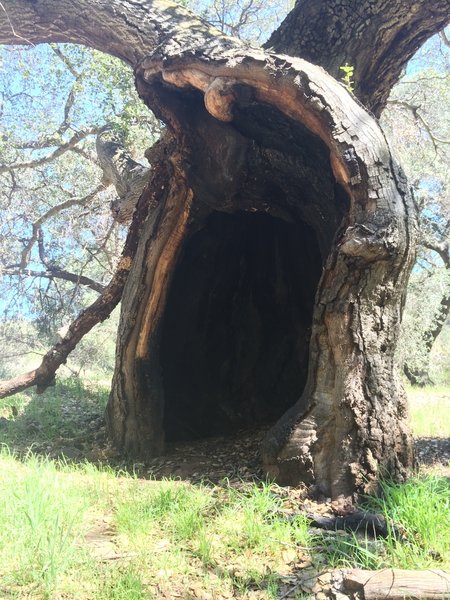 The Hollowbeck Tree.