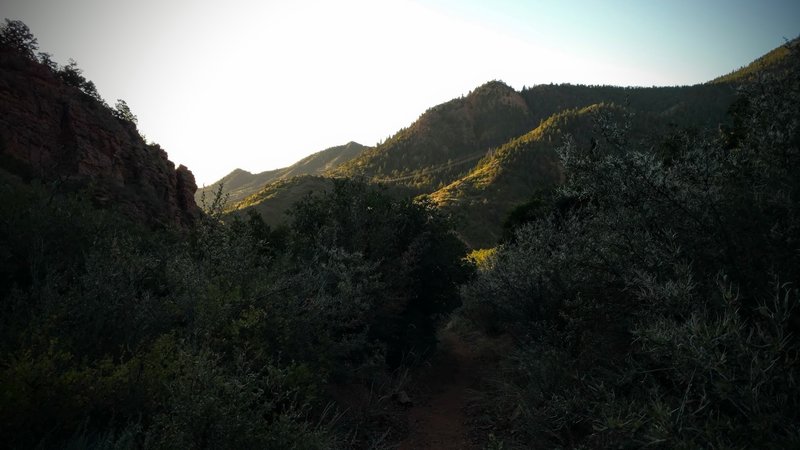 Singletrack runs through scrub oak, towards Manitou Springs.