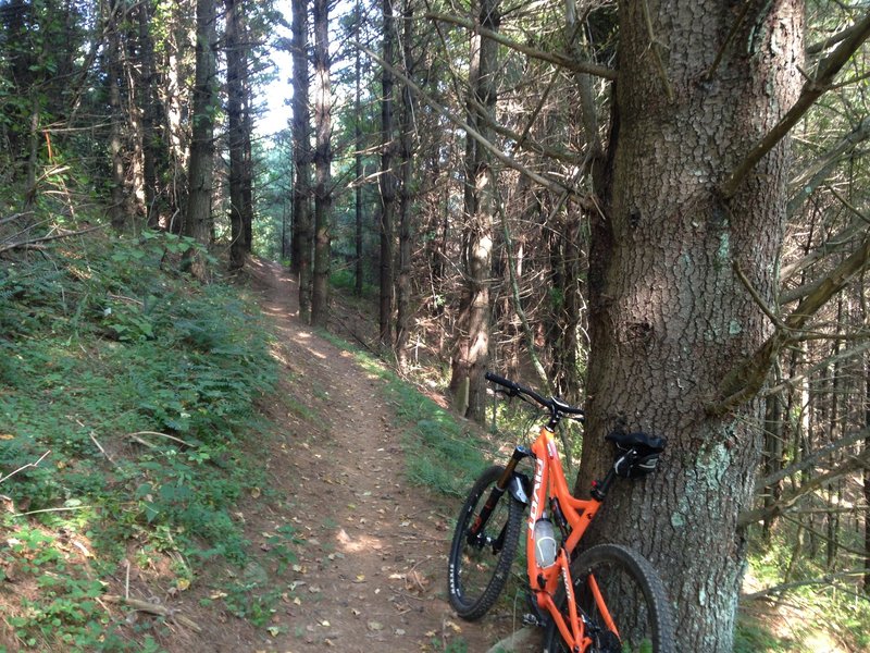 Going up at Matthews State Forest.