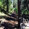 Awesome uphill and even better down hill through amazing woods. Classic Colorado.