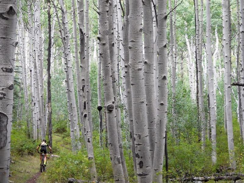 No shortage of aspen trees on the Wolverton Loop!