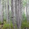 No shortage of aspen trees on the Wolverton Loop!