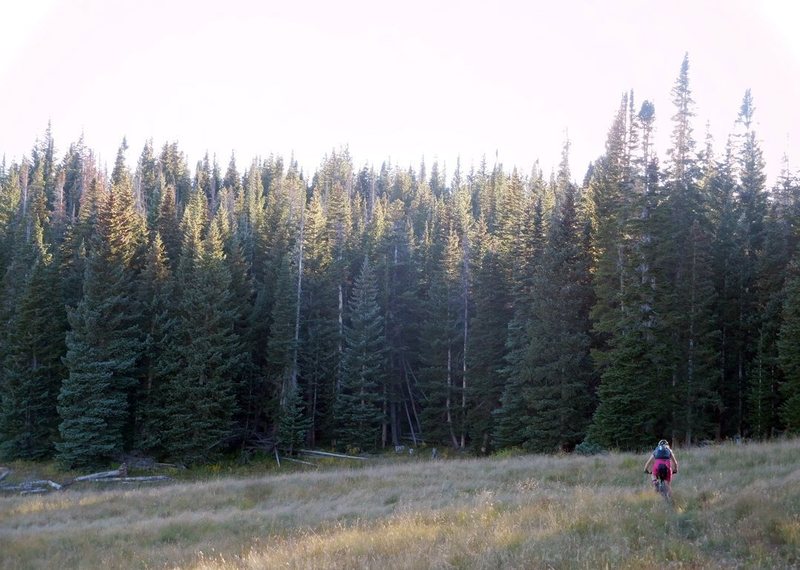 Meadow riding prior to breaking through treeline.