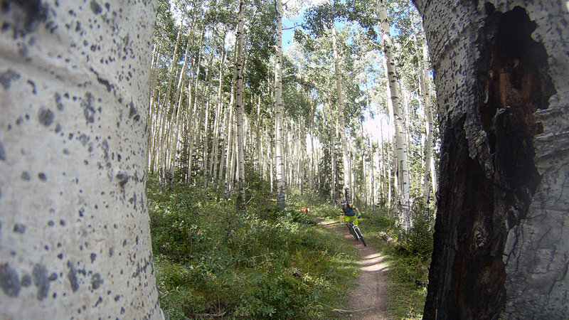 Aspens!