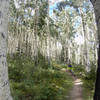 Aspens!