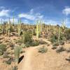 Incredible section of cacti in Sweetwater Preserve.