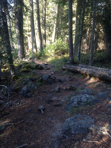 Rock garden.