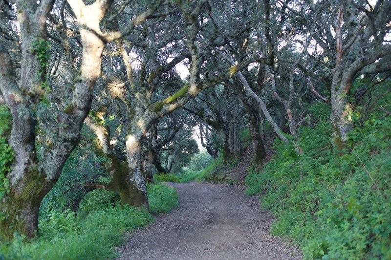 Spring Ridge Trail enters a shaded grove of trees, a nice break from the sun.