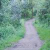 The trail winds its way through the woods.