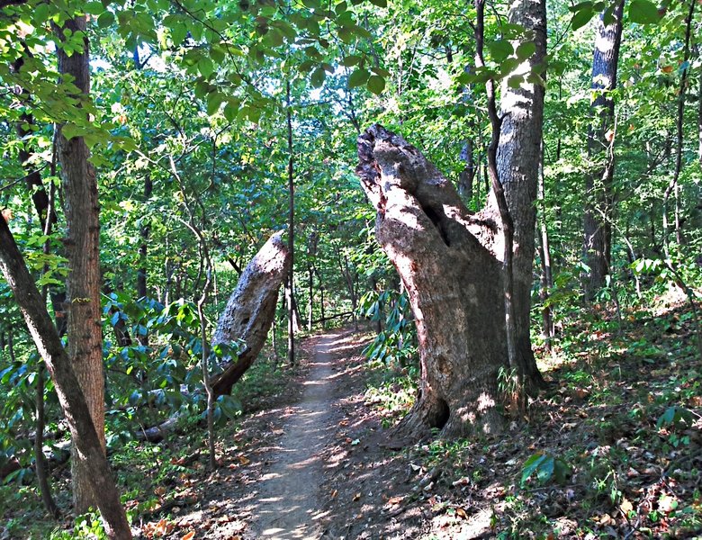 The trail heading through an enormous tree. with permission from opscene