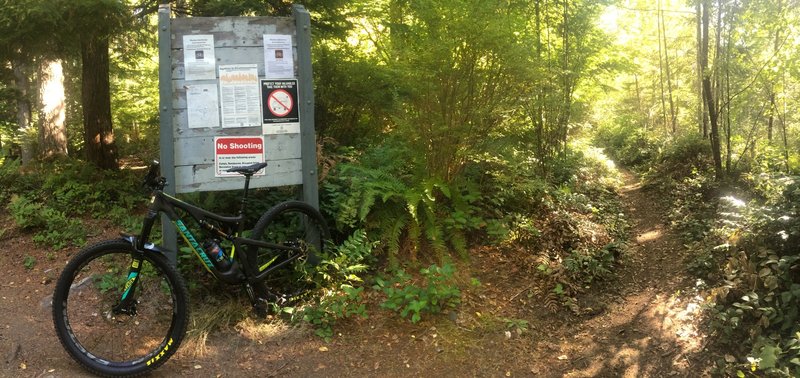 Junction of the North Ridge Trail and Mary's Peak Loop just above the parking lot