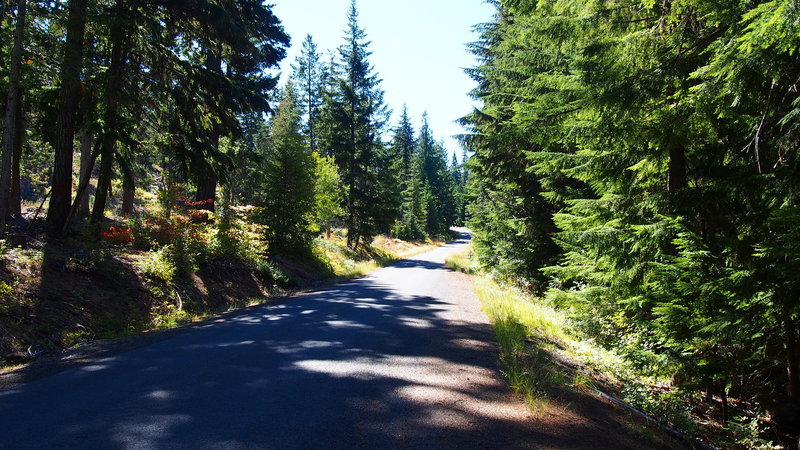 Climbing up NF-17 through the forest.