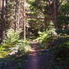 Start of the Surveyor's Ridge Trail from the southern trailhead.