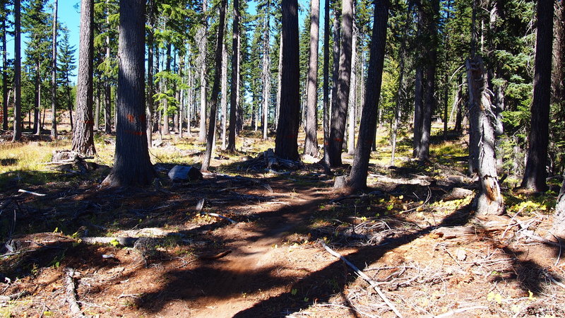 The new Super Connector trail.