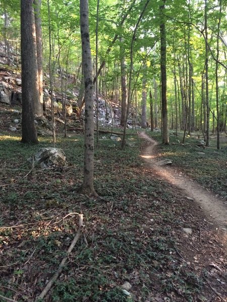 Interesting plants and rock embankment along Bankhead Trail below Bankhead Pkwy.