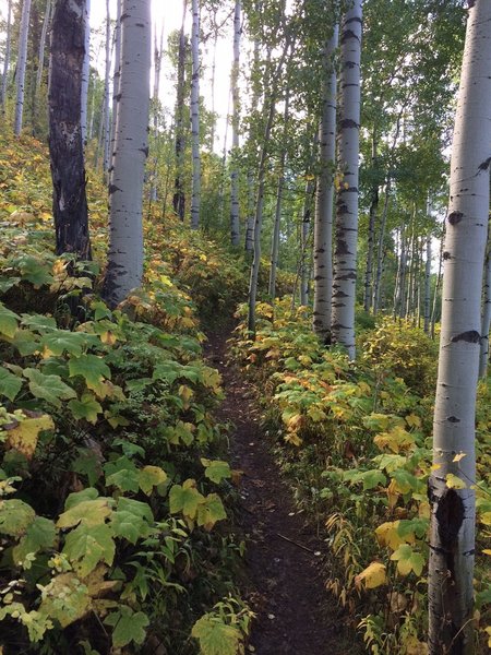 North Trail has some great aspen forests.