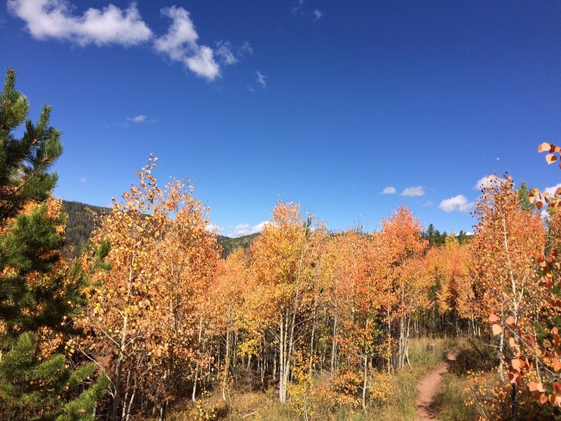 A great trail for fall color.