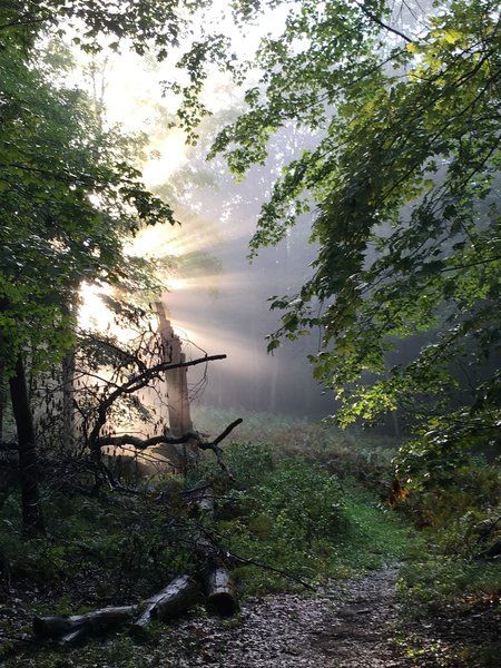 A large broken oak tree near the summit.