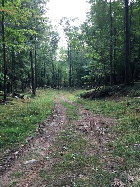 The mellow beginning of the downhill section.