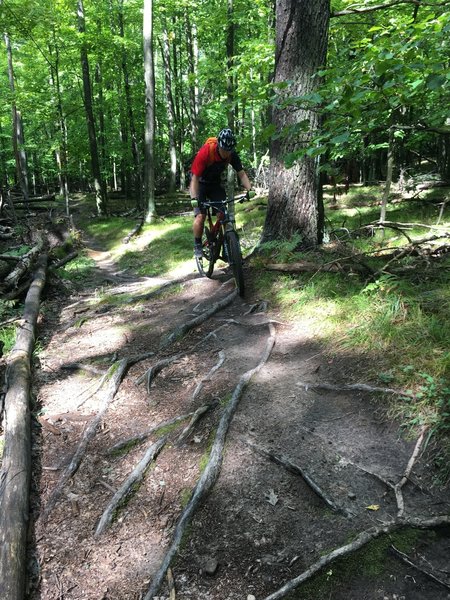 A rooted section of the Northern Ridge Singletrack.