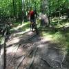 A rooted section of the Northern Ridge Singletrack.