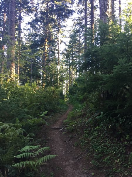 Classic Western Oregon riding.