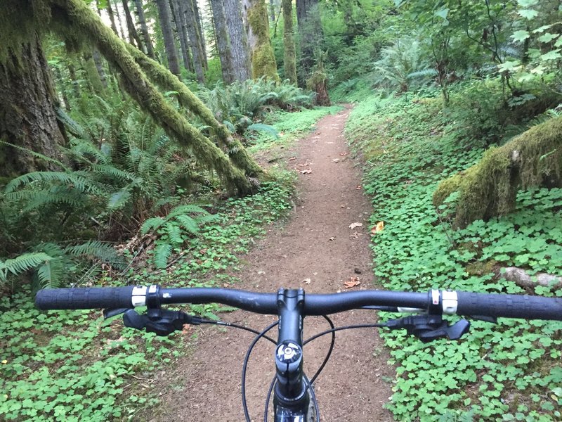 Smooth, singletrack descending in Shellburg Falls