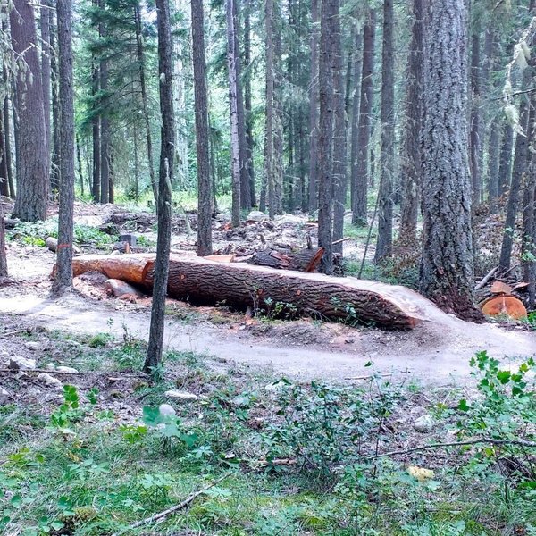 Log ride on the lower segment of the trail.