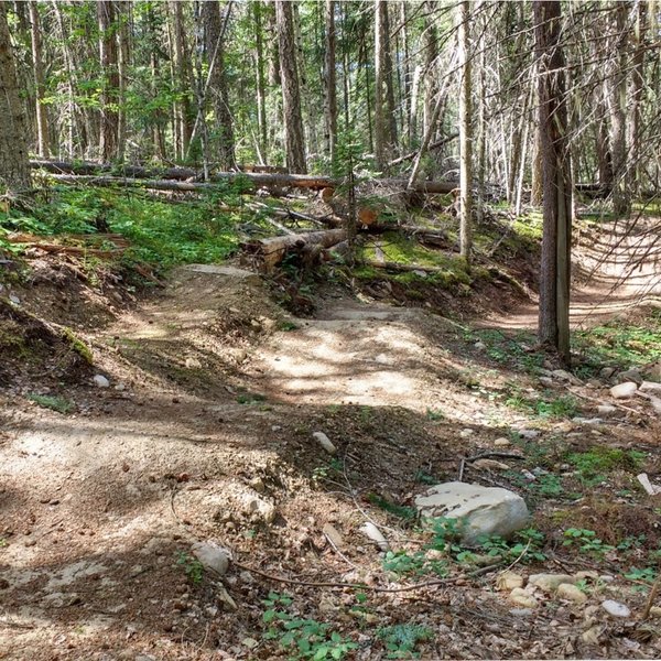 Flowy section of trail with some jumps.