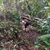 Checking out the fallen tree over trail. Easy to pass under, or take the tight, ad hoc singletrack up hill and around tree.