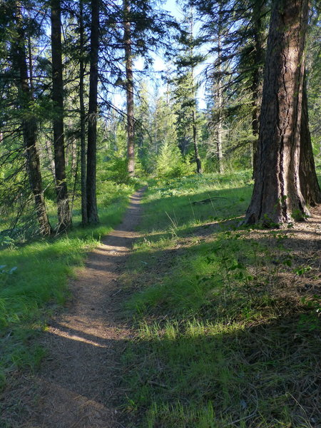 Mineral Point Trail 82, Lake Pend Oreille, Idaho.