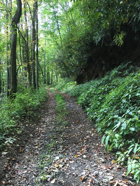 Climbing White Oak Flats Trail on rocky doubletrack.