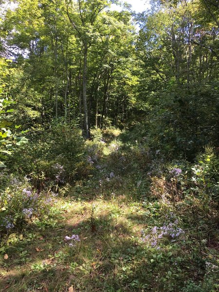 Near the top of the climb on Birchfield Camp Trail on overgrown doubletrack/singletrack. One more steep section to the top.