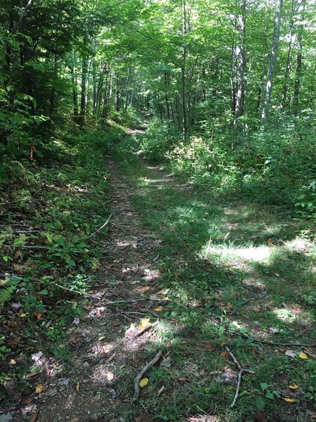 Trail to Birchfield Camp Lake