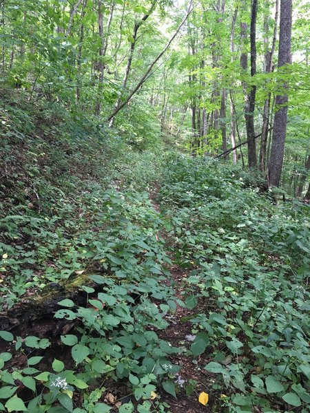 Gradual descent on overgrown doubletrack/singletrack returning to Birchfield Camp Trail.