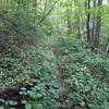 Gradual descent on overgrown doubletrack/singletrack returning to Birchfield Camp Trail.