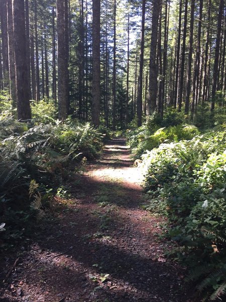 Mundane doubletrack all the way from Lookout Mountain Road to the trail's end.