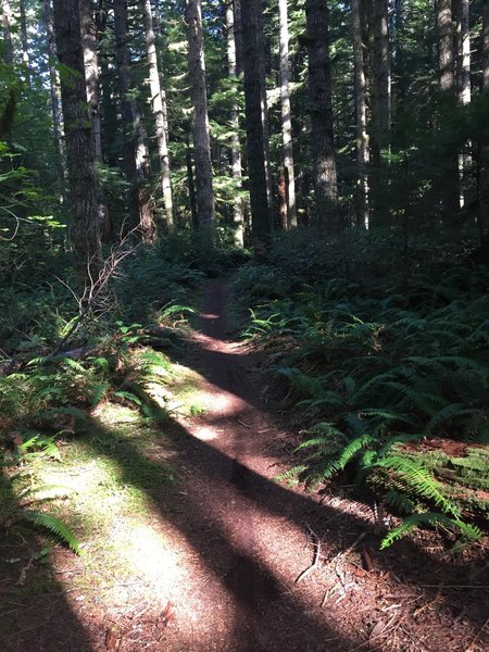 Typical Perimeter Trail tread.