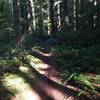 Typical Perimeter Trail tread.