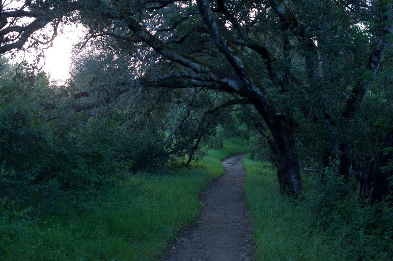 The Meadow Trail begins to enter a corridor lined with trees.