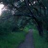 The Meadow Trail begins to enter a corridor lined with trees.