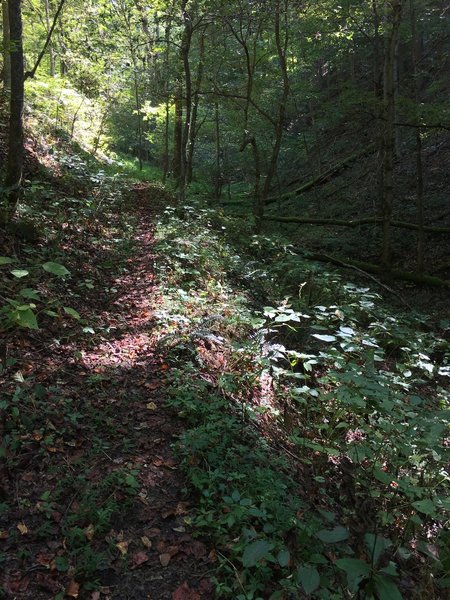 Cross Ridges Trail hollow heading up to Cherry Knobs.