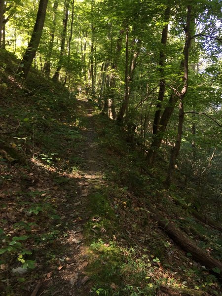 Last climb on Cross Ridges Trail prior to the intersection with footpath Cherry Knobs Trail at the top of the ridge.